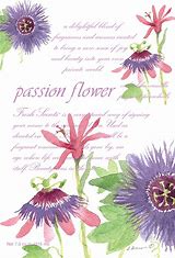 Willowbrook Fresh Scents Scented Sachet - Passion Flower